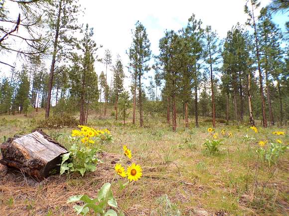 0.85 Acres of Residential Land for Sale in Kettle Falls, Washington