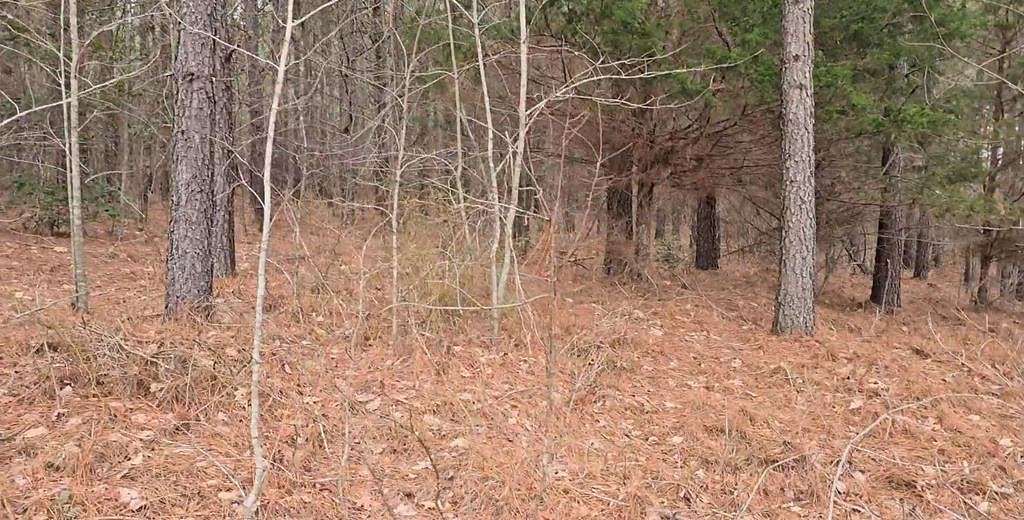 138 Acres of Land for Sale in Robbins, Tennessee