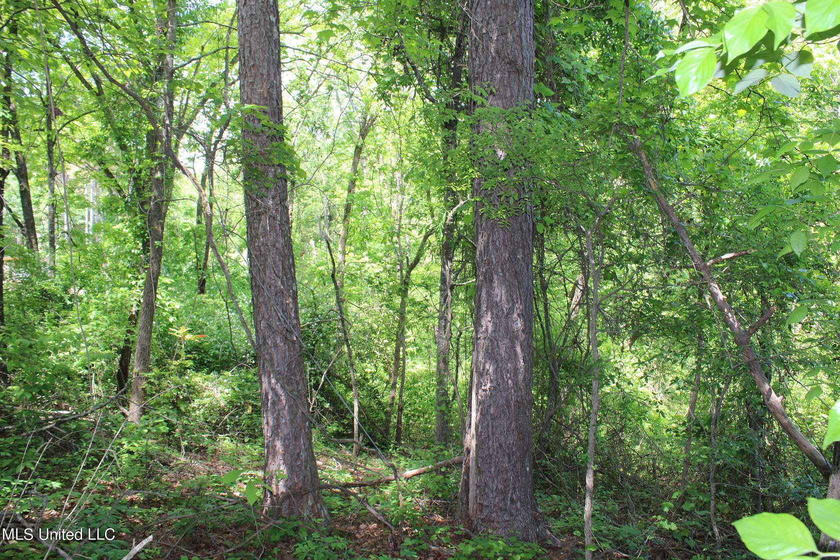 9.5 Acres of Land for Sale in Ashland, Mississippi