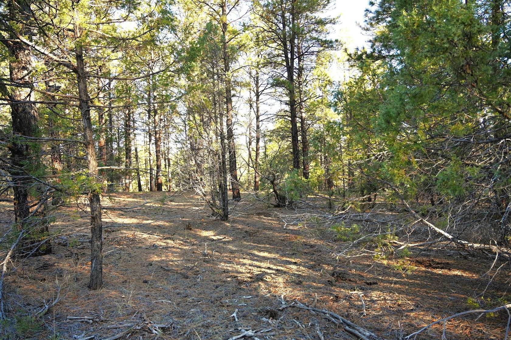 38.57 Acres of Recreational Land for Sale in Tierra Amarilla, New Mexico