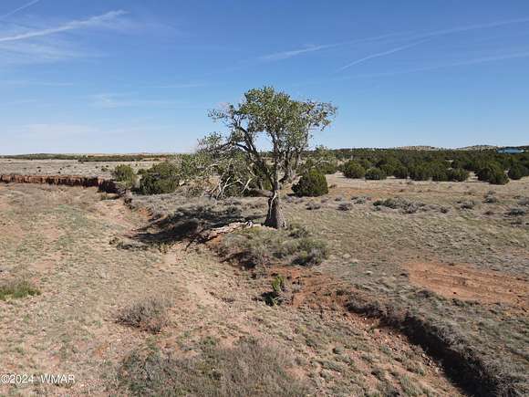 75.1 Acres of Agricultural Land for Sale in Taylor, Arizona