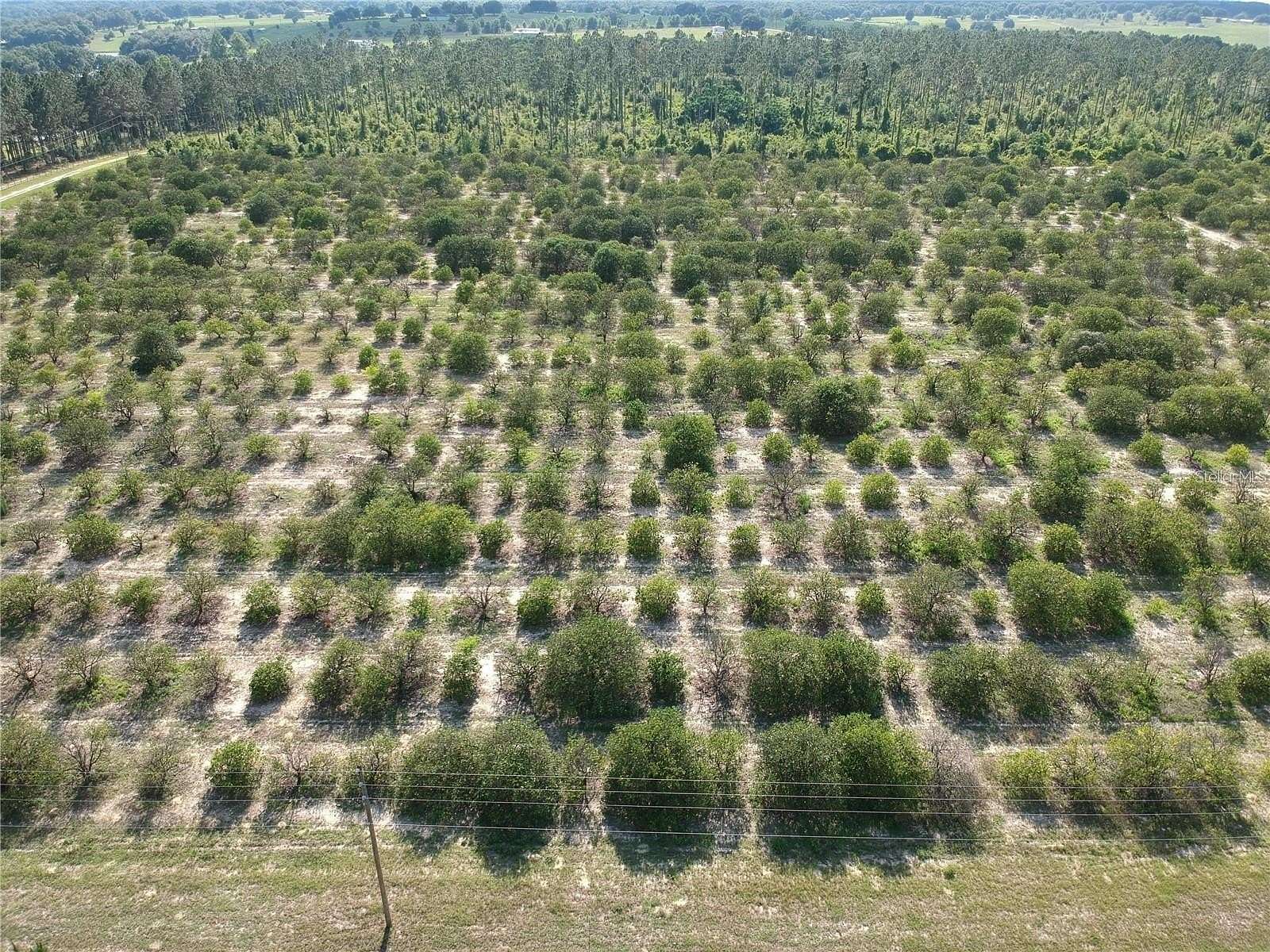 10 Acres of Agricultural Land for Sale in Weirsdale, Florida