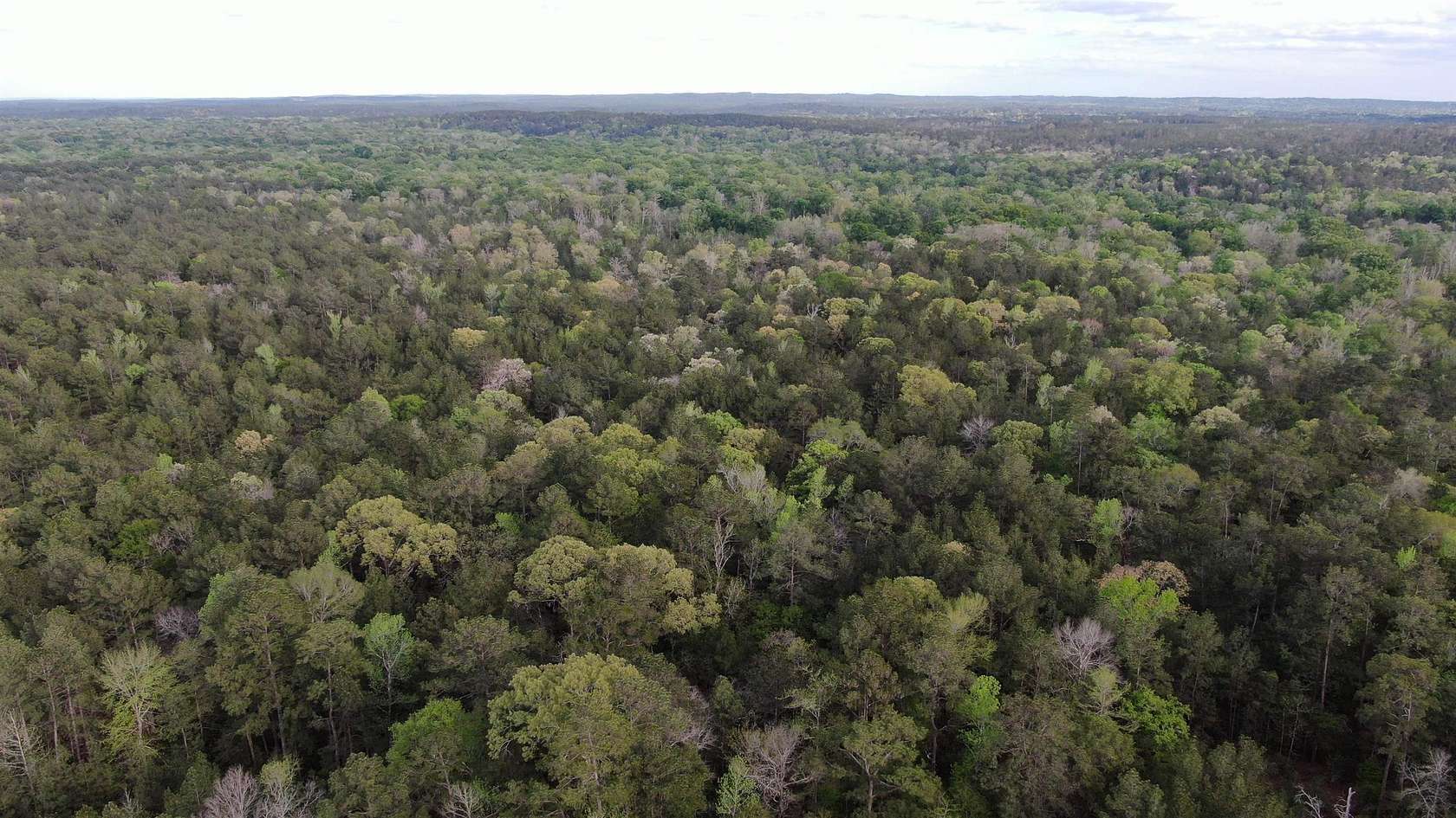 61.5 Acres of Recreational Land for Sale in Colmesneil, Texas