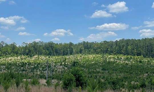 77.1 Acres of Recreational Land for Sale in Canton, Mississippi