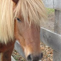 Robin Anderson-Guernsey